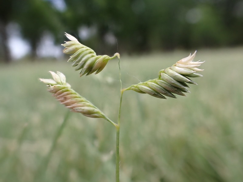 spikelets held above foliage.