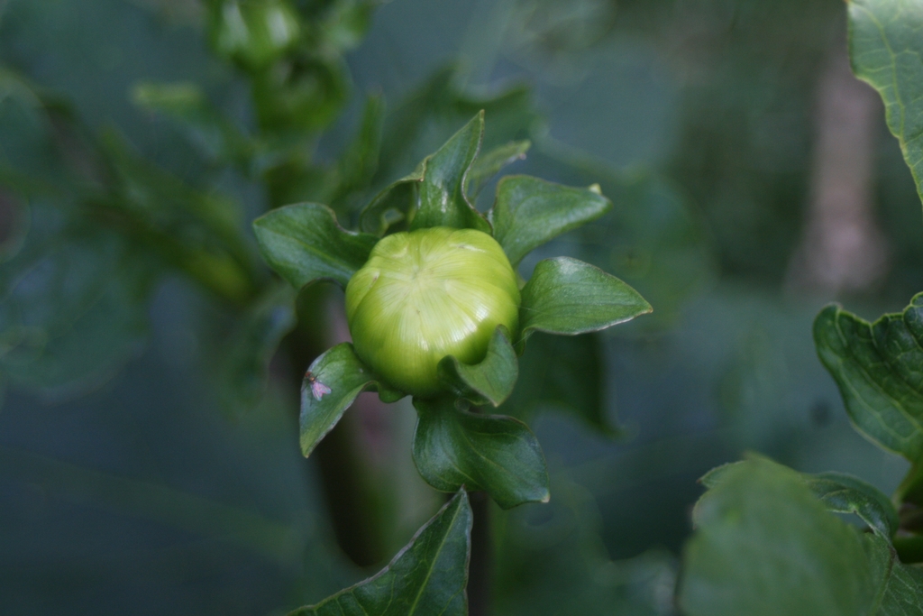 bud swell, Wake County