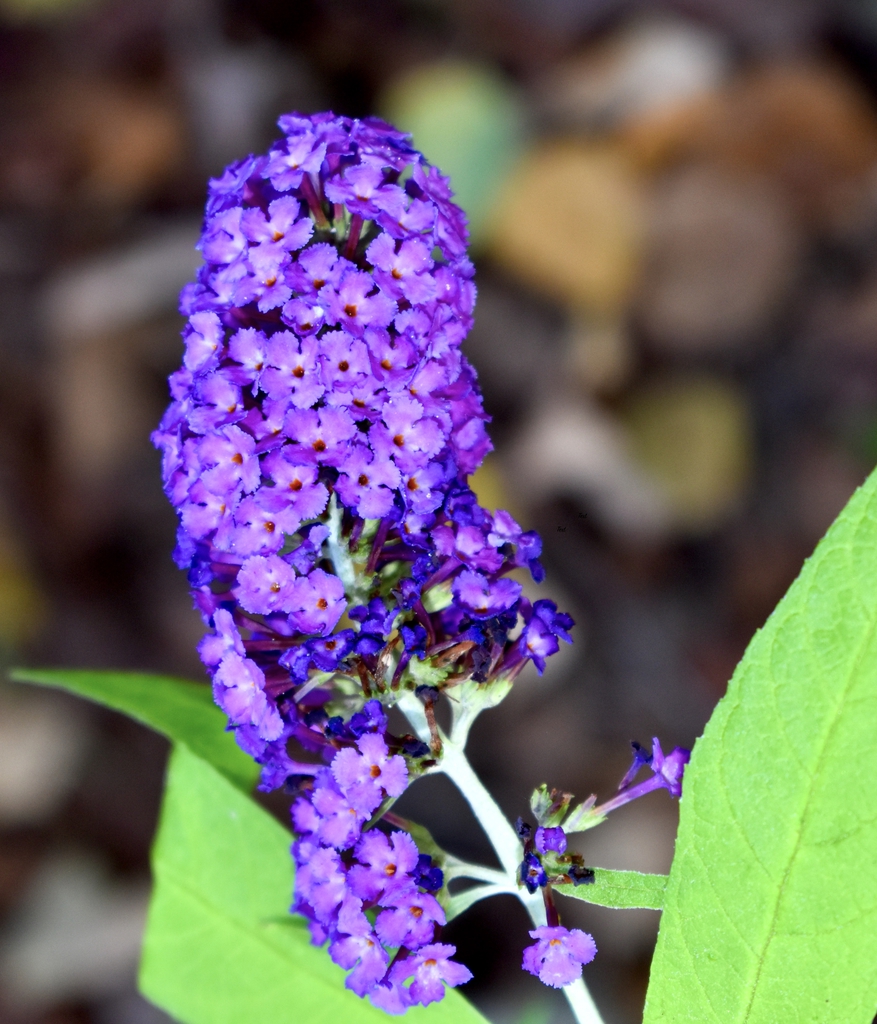 Flower close up - Summer - Wake Co., NC