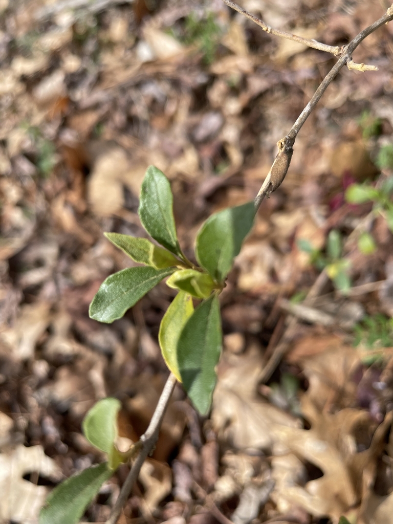 Buddlea lindleyana