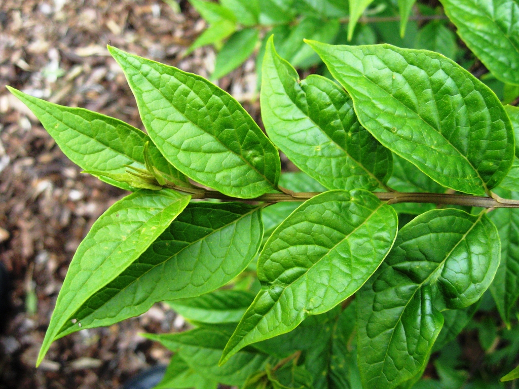Buddleja lindleyana