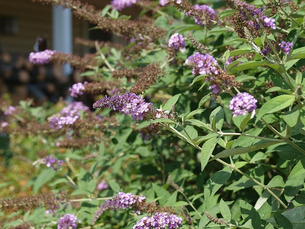 Buddleia davidii 'Nanho Purple'