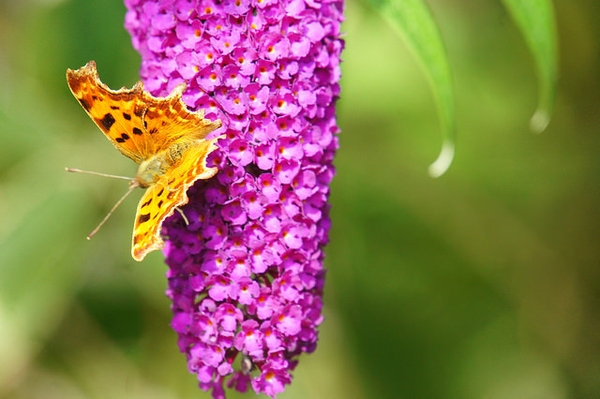 Buddleja davidii 'Harlequin'