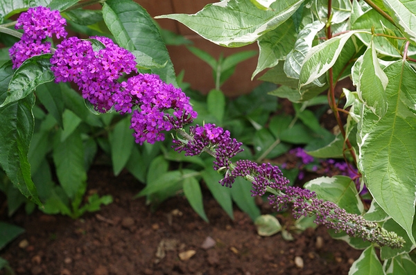 Flowers of  'Lonchinch'