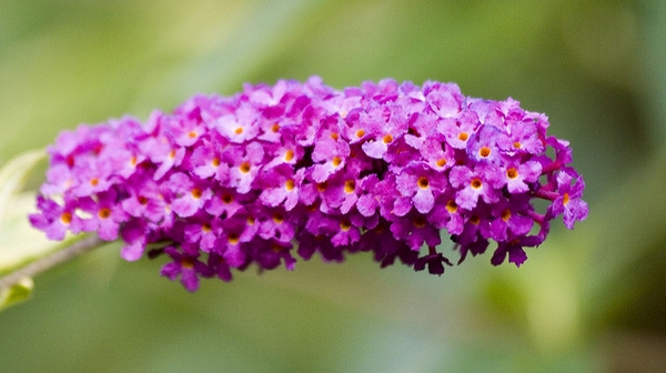 Flowers of  'Lonchinch'