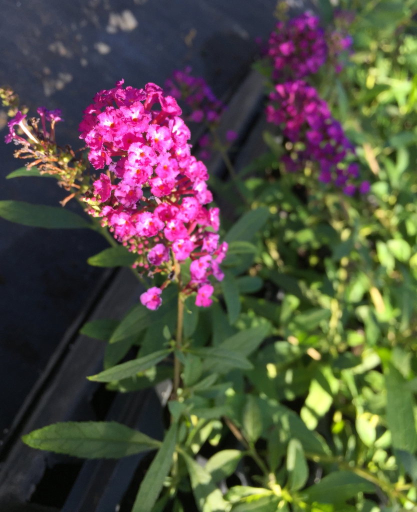 'Royal Red' flowers and leaves