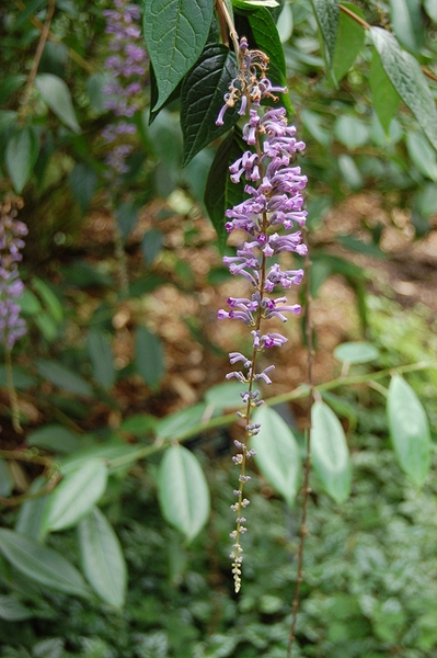 Buddleja lindleyana