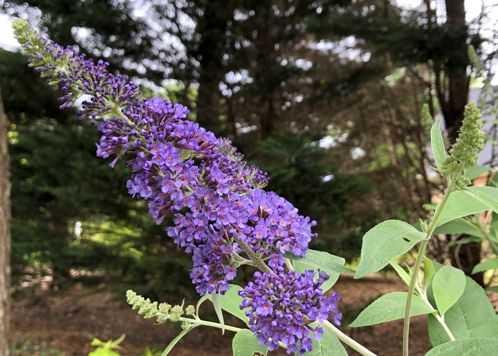 lowers are tiny, tubular, clustered into large, dense, spikes
