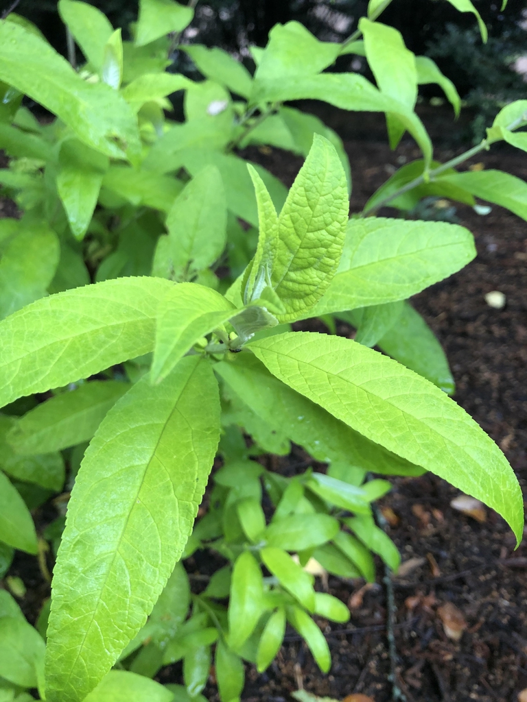 Buddleja davidii
