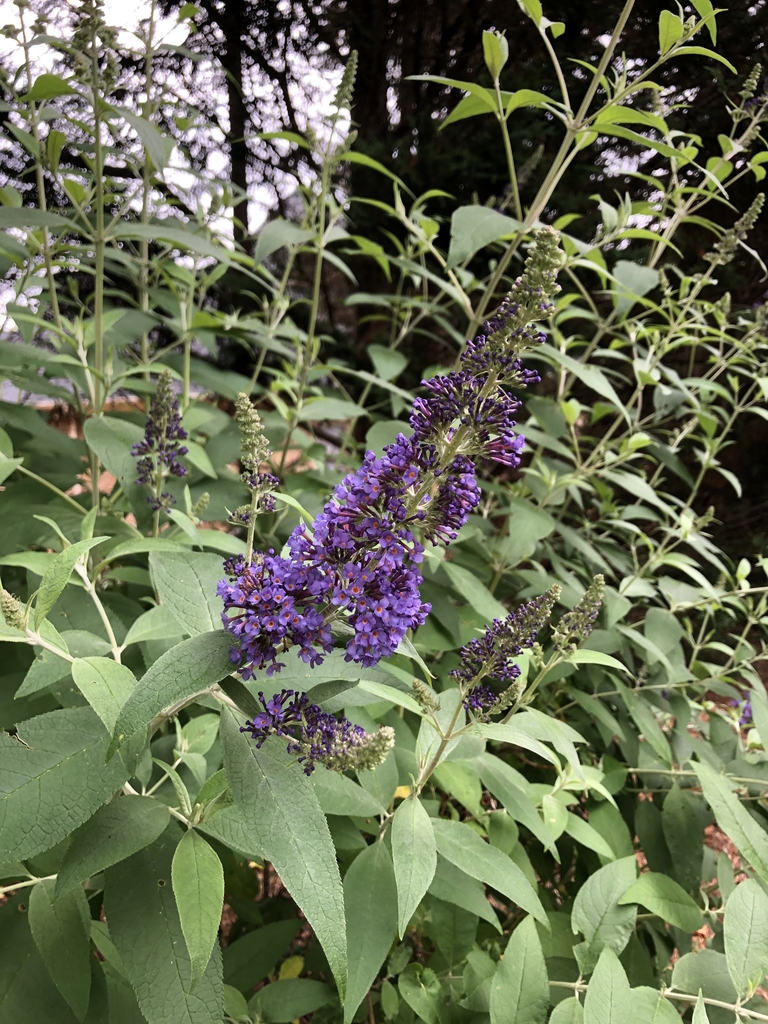 flowers are tiny, tubular, and clustered into large dense, spike