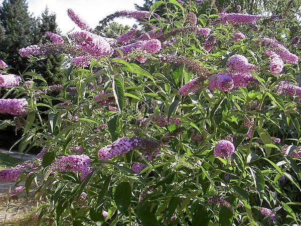 Buddleia davidii Whole plant form