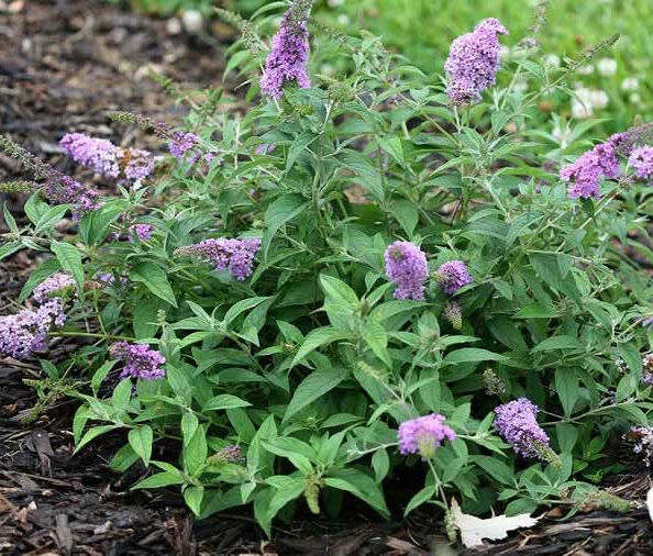 'Lilac Chip' form