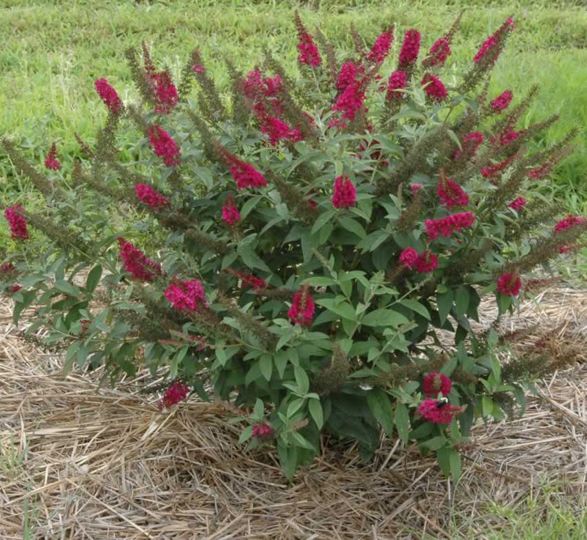 'Miss Molly'  bush
