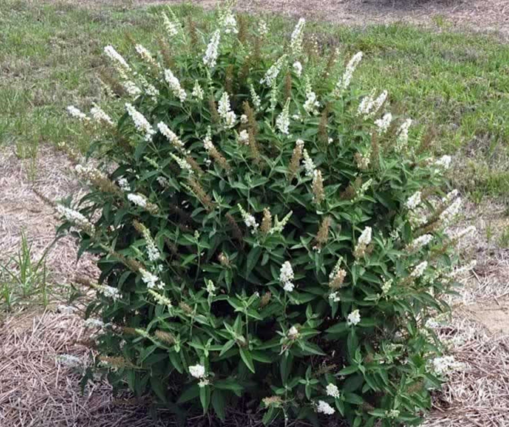 'Miss Pearl' bush
