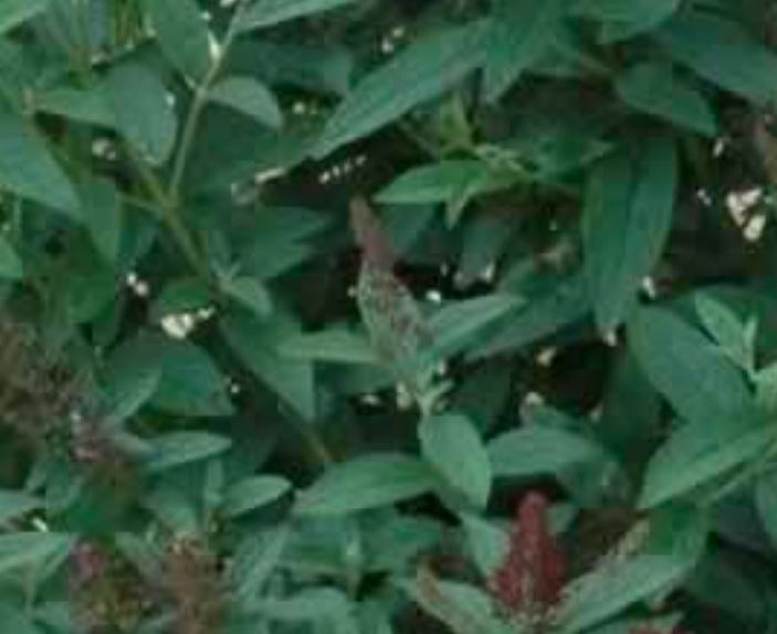 'Miss Ruby' leaves