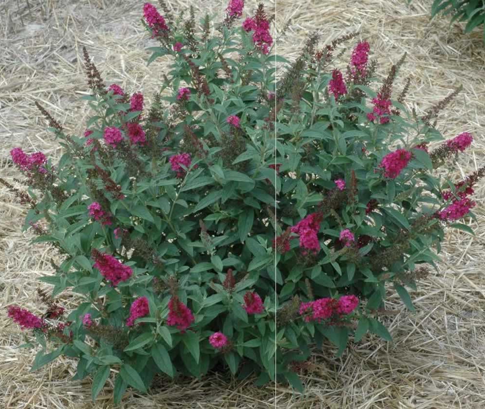 'Miss Ruby' bush