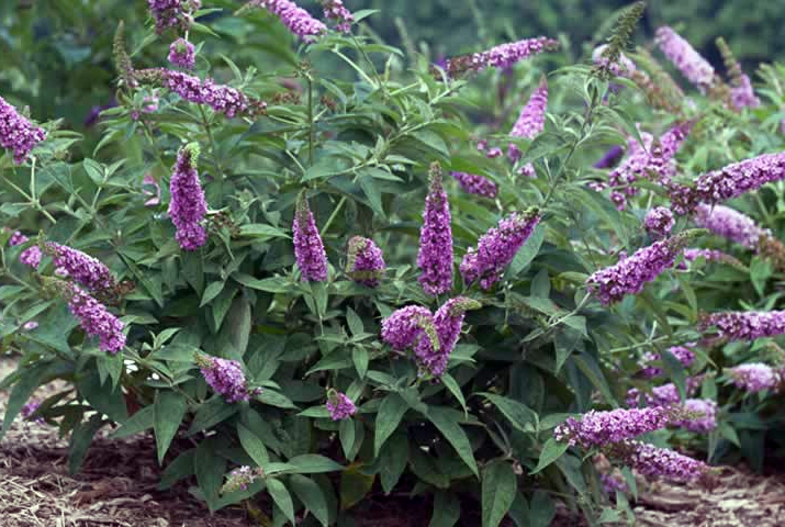 'Pink Micro Chip' bush