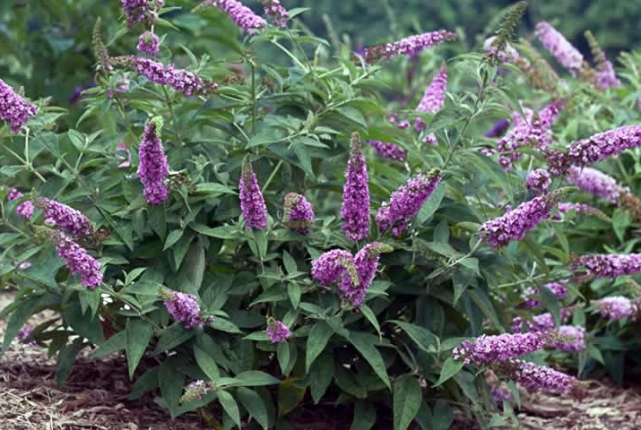 Form of 'Pink Microchip'