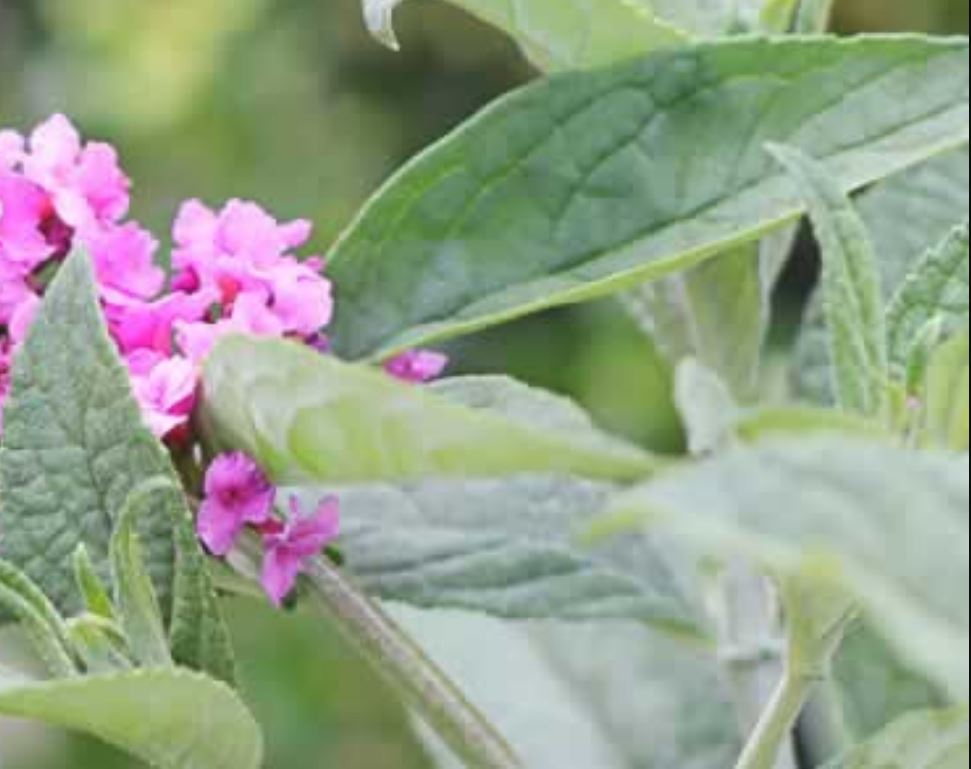 'Pink Micro Chip' leaves