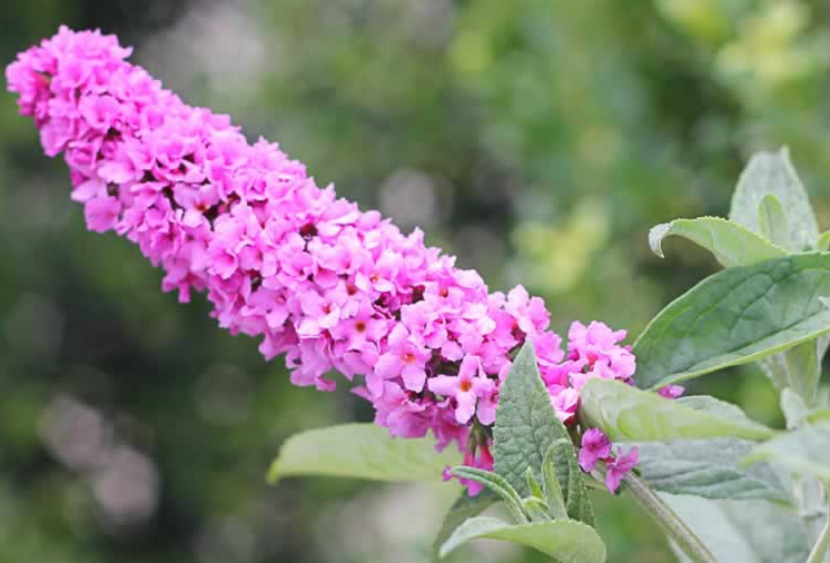 'Pink Micro Chip' blossom