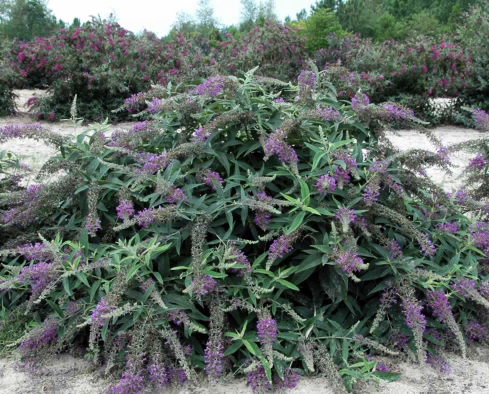 'Purple Haze' form