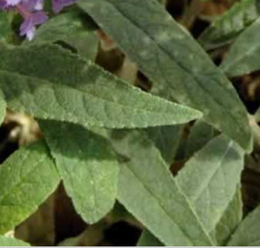 'Purple Haze' leaves