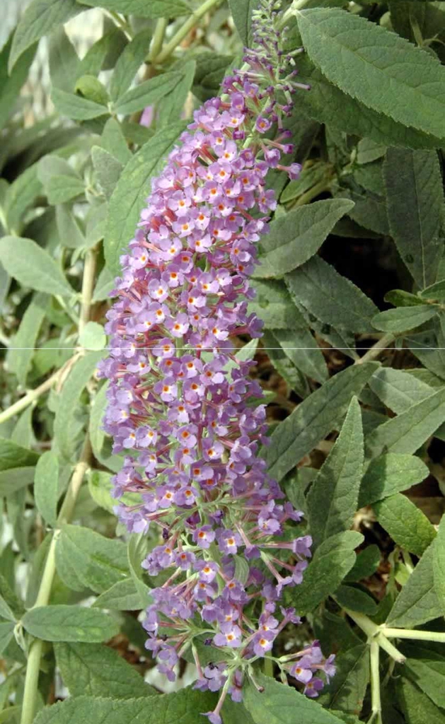 'Purple Haze' panicle