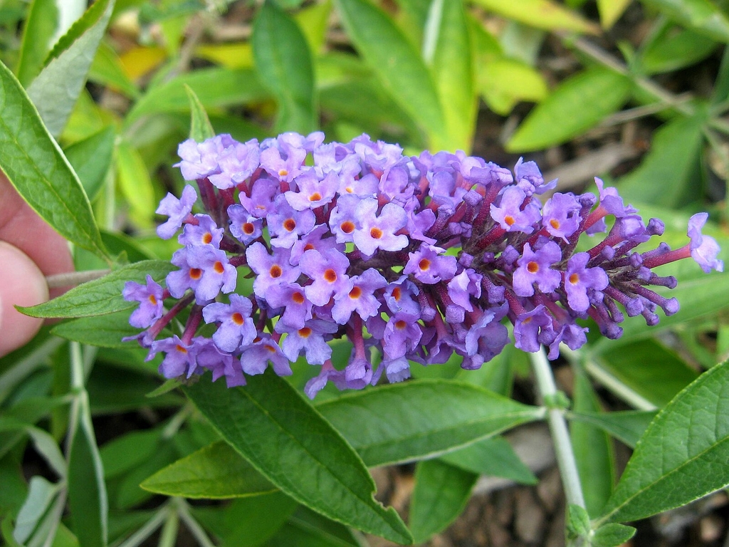 Flutterby 'Peace' flowers