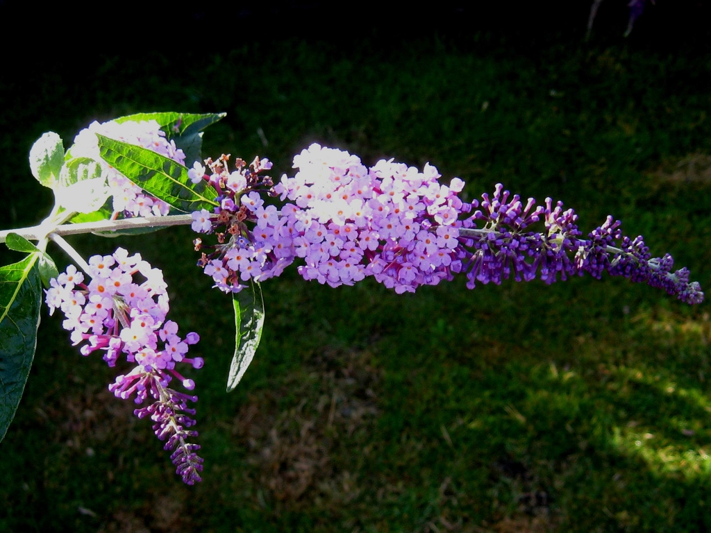 Flutterby 'Lavendar' flowers
