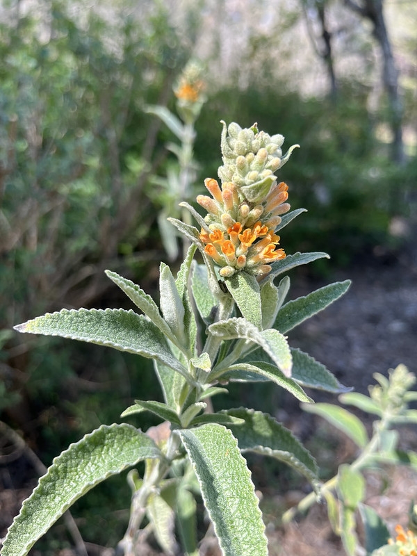 Shoot with gray green leaves & terminal spikes of orange flowers