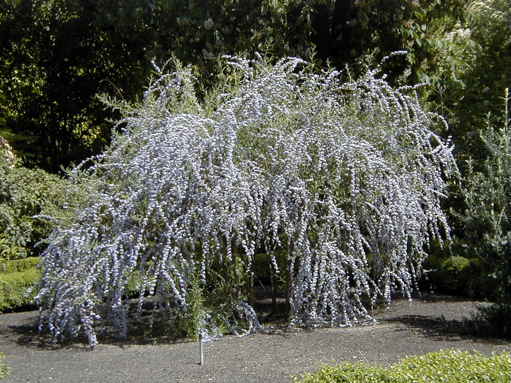 Buddleja alternifolia form
