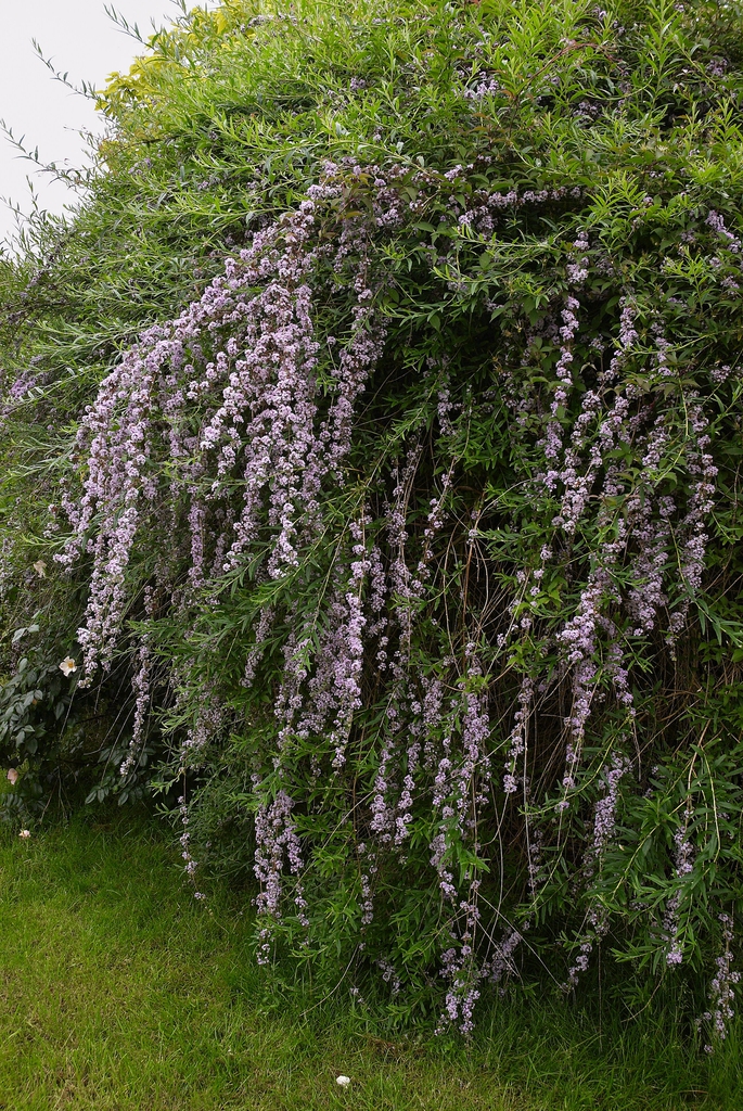 Buddleja alternifolia (fountain butterfly bush)