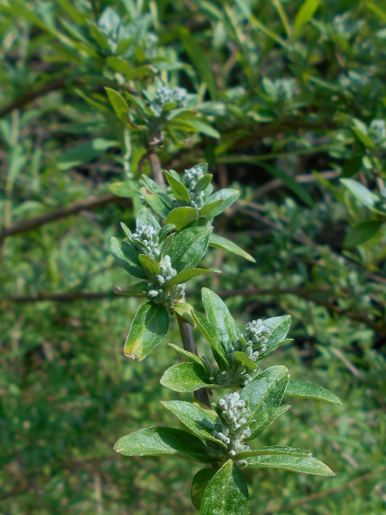 Buddleja alternifolia leaves