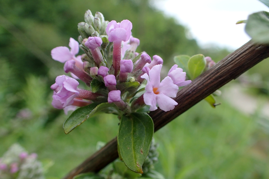 Buddleja alternifolia flowers