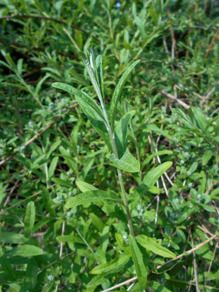 Buddleja alternifolia leaves