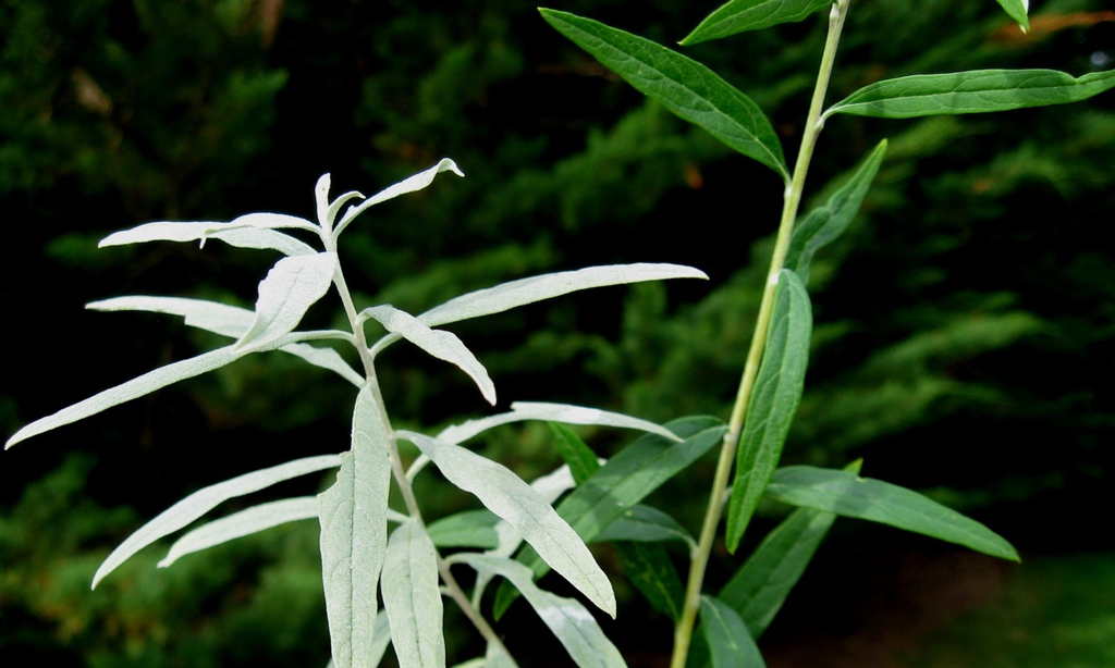 Buddleja alternifolia 'Argentea' leaves (alternate leaves)
