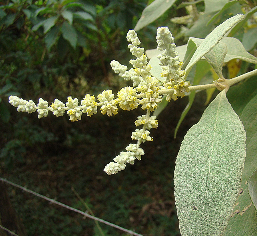 flower and leaves