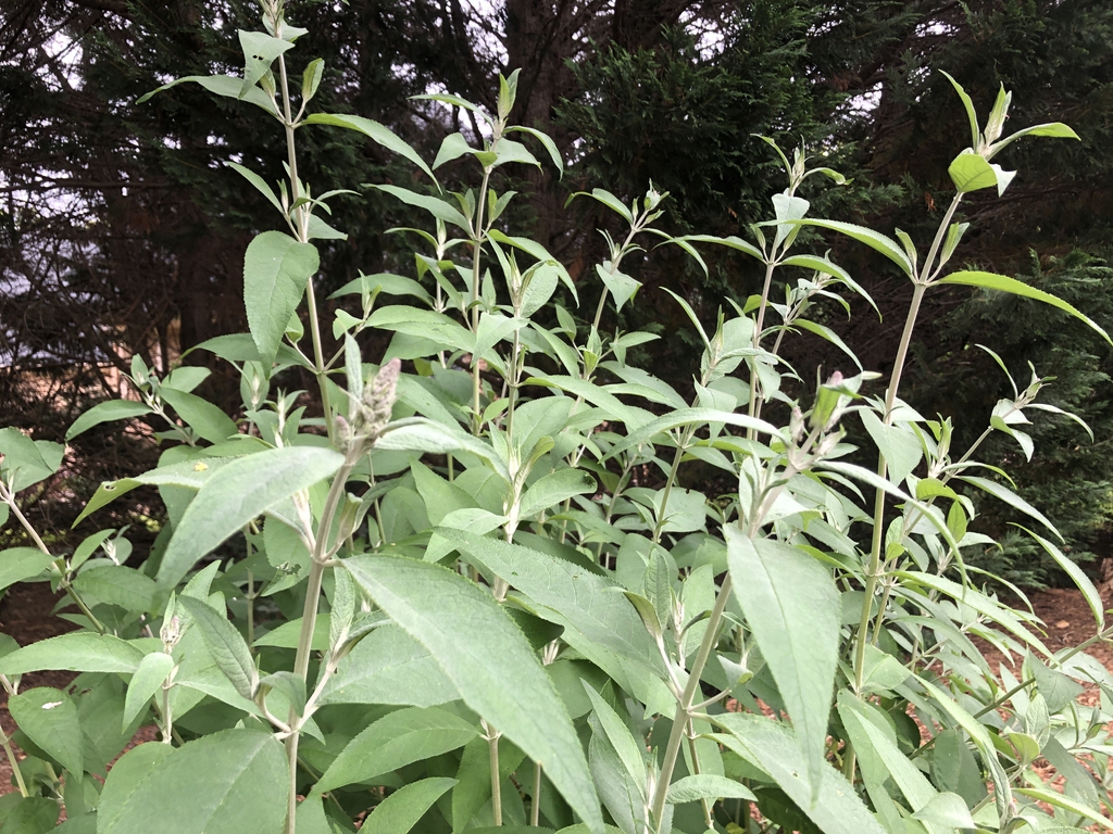 Buddleja davidii