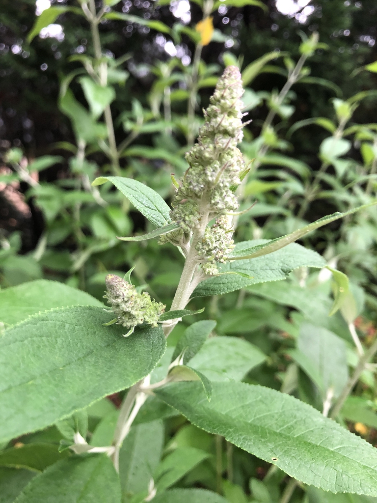 Buddleja davidii