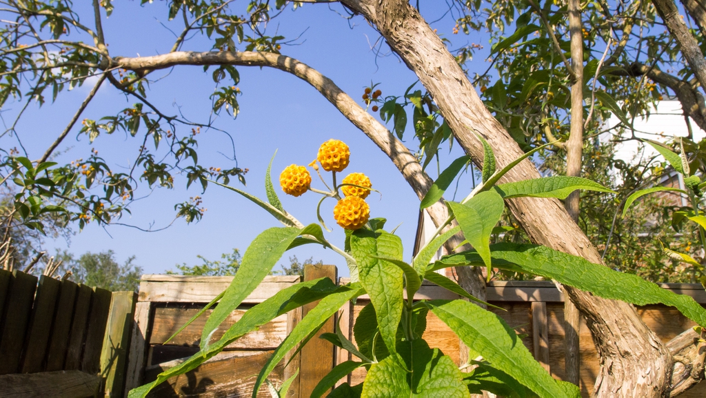 leaves, bark, and flowers