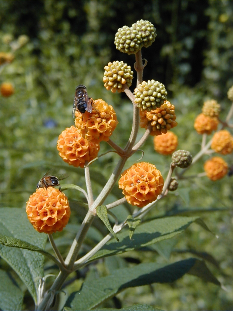 flowers, leaves, and stems