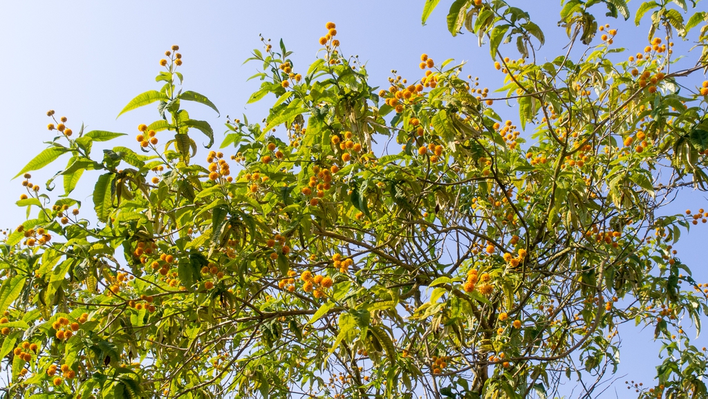 This shrub takes on a sprawling form.