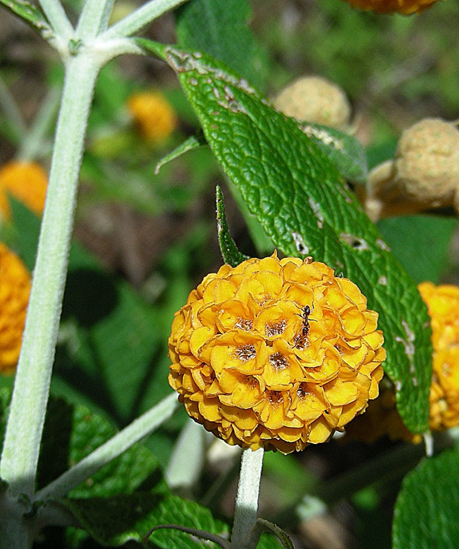 leaves, stems and flower