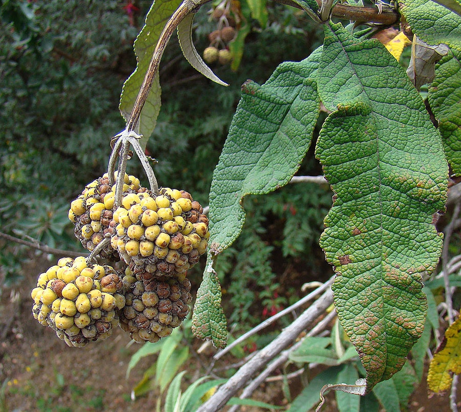 Capsule fruits