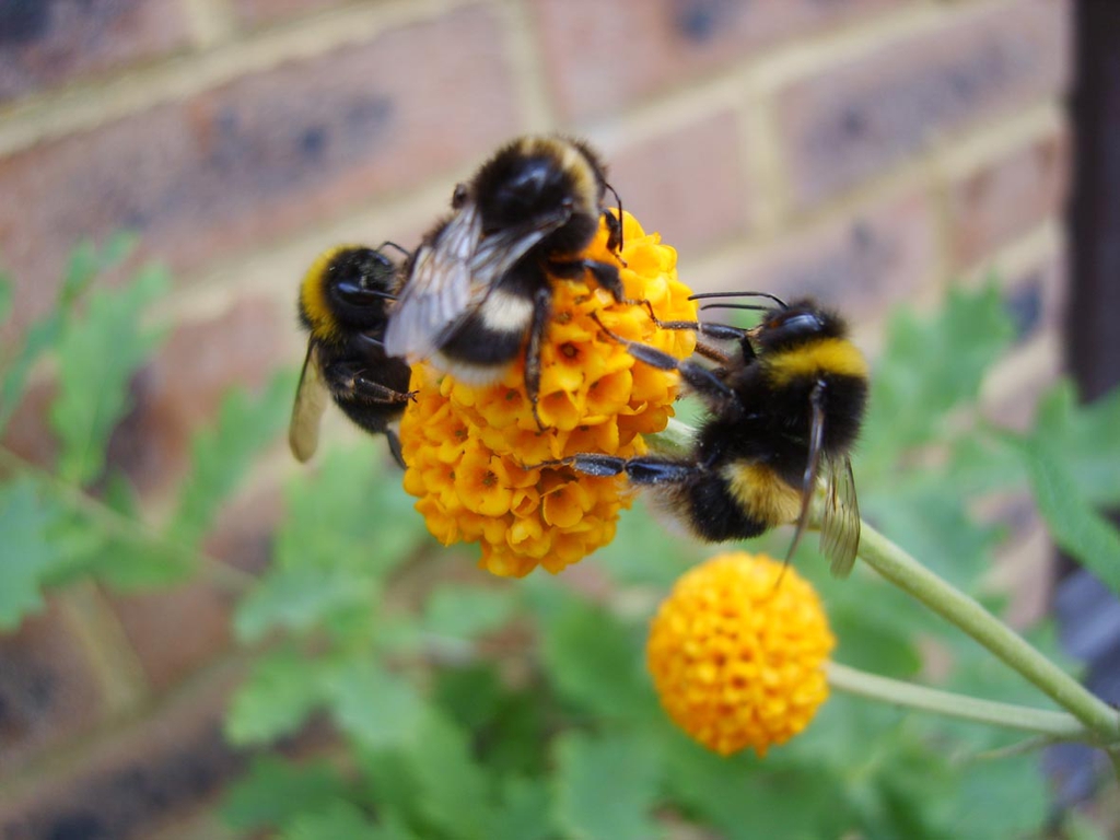 flowers with bees
