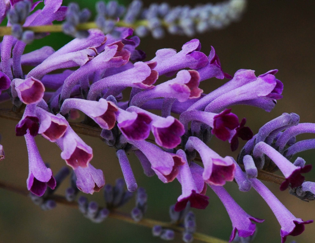Buddleja lindleyana