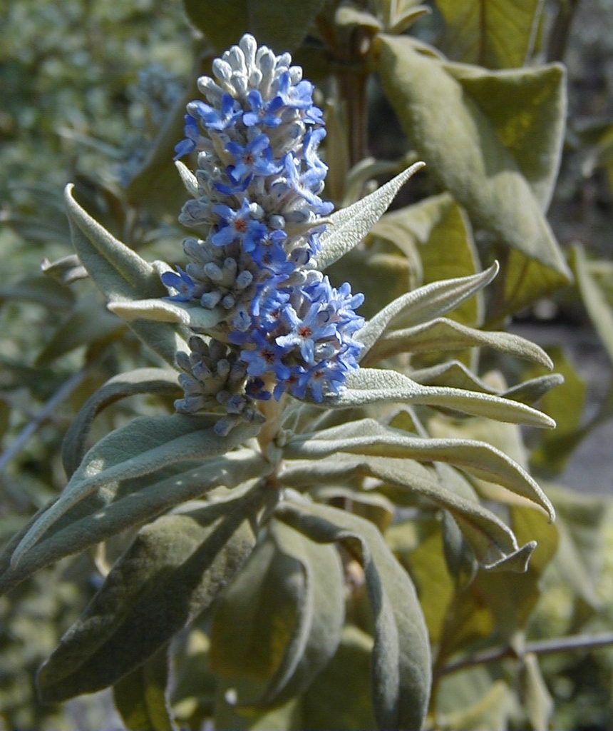 Detail of purp;e cluster of flowers