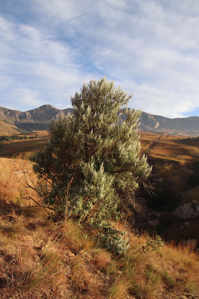 Form growing in its native South Africa
