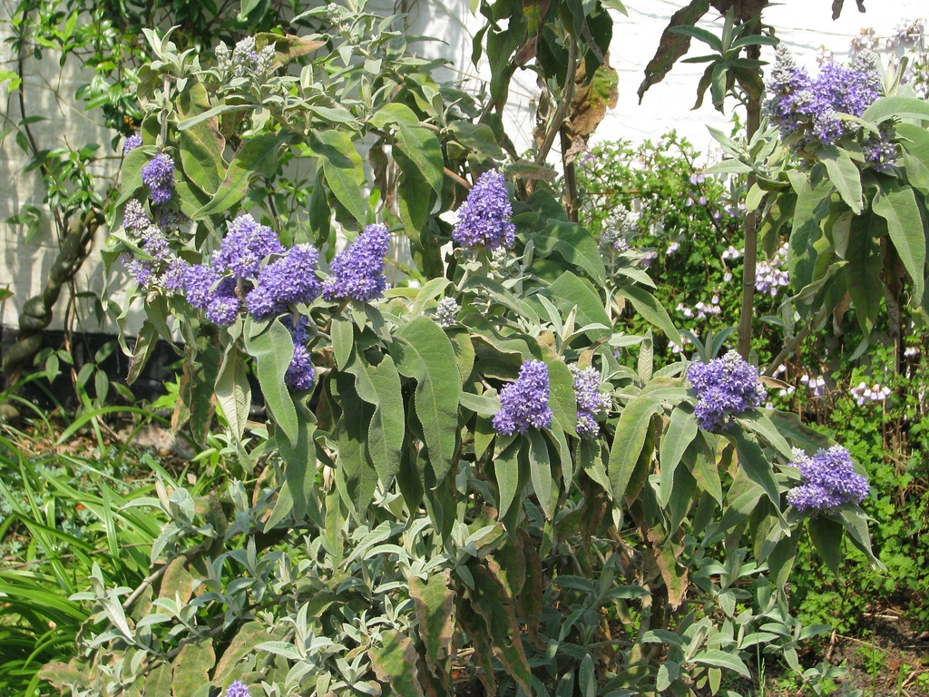 Fub in flowerorm of shr