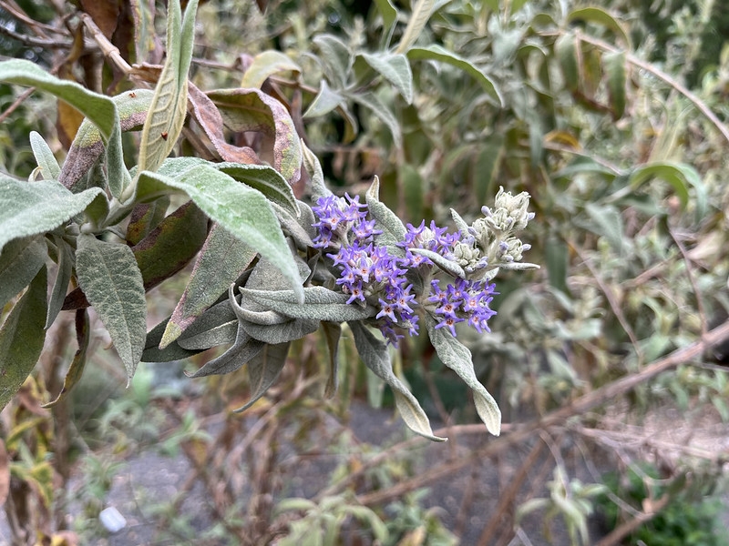 Leafy shoot bearing small lavender flowers at its tip.